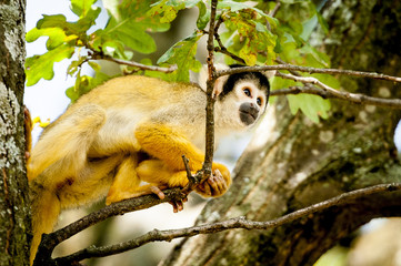 Singe saimiri à tête noire