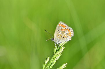 Common Blue (Polyommatus icarus) butterfly on a wild flower