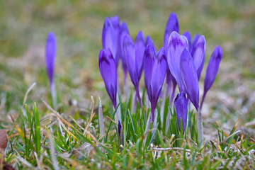Purple crocuses in spring day
