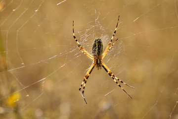 Spider outdoor
