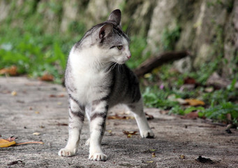 立ち止まり振り返るのらねこ