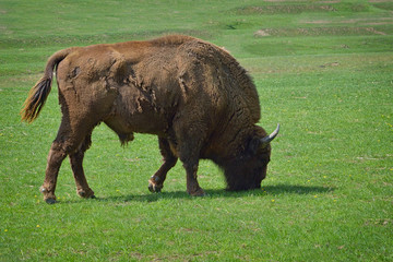 aurochs on green grass