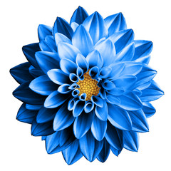 Surreale dunkle chromblaue Blume Dahlie Makro isoliert auf weiß