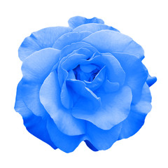 Fototapeta premium Tender blue rose flower macro isolated on white