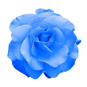 Fototapeta Tender blue rose flower macro isolated on white