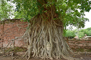 Head of Buddha statue