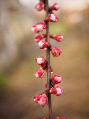 The Buds of red plum blossoms with Morning dew