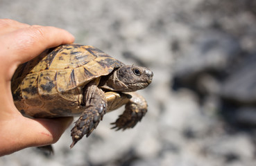 Land turtle crawling on rocks in natural conditions.