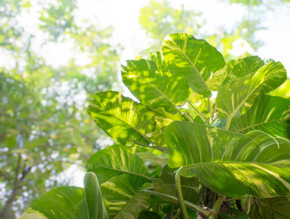 big plant Pothos growing on tree