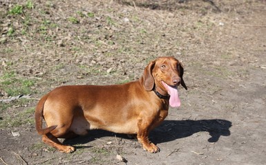 Dog breed dachshund