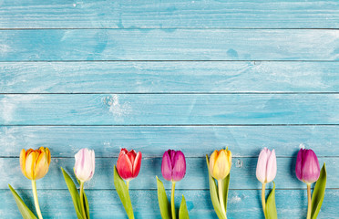 Border of fresh multicolored spring tulips