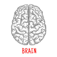 Human brain sketch with top view of both hemispheres of cerebral cortex. Medicine, education or brainstorm themes