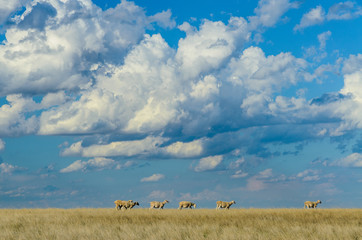 Australian rual country side scene line sheep dry paddock