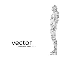 Vector illustration of human body