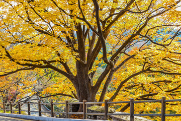 Fall leaves on a tree