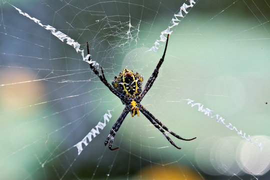 Multi Coloured Argiope Spider On the Web