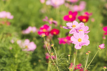 Cosmos flower in field
