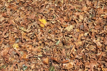 Autumn leaves