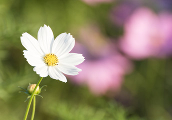 White cosmos flower in garden
