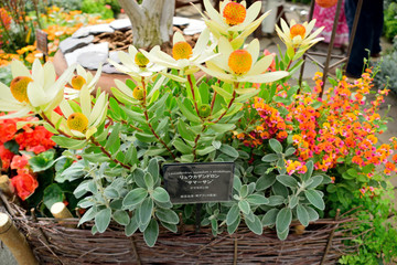 リュウカデンドロン