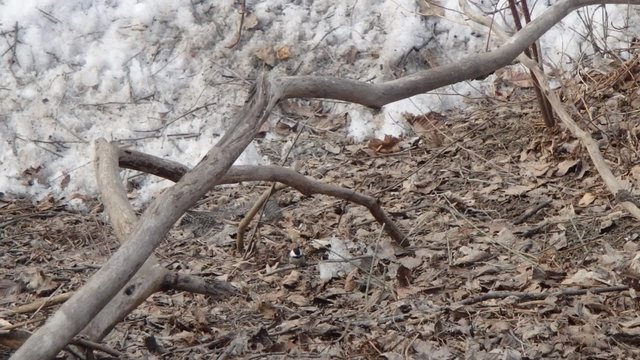 M&eacute;sange &agrave; t&ecirc;te noire
