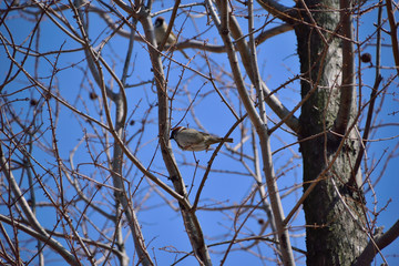 スズメのジャンプ