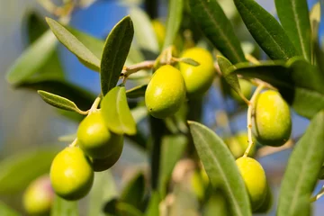 Deurstickers Olijfboom olijfboom
