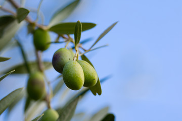 Fototapeta premium olive tree
