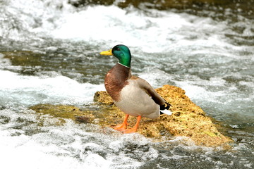 Canard colvert sur un rocher, dans une rivière