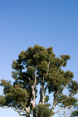 Obraz premium そびえ立つ木