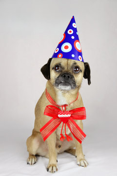 Kleiner Mops-Mix mit Partyh&uuml;tchen und Schleife mit Herz