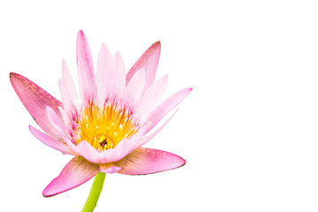 Pink waterlily flowers isolated on white