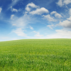 spring meadow and blue sky