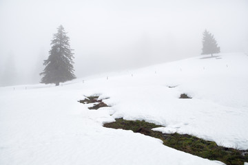 Fototapeta na wymiar mountain spring and trees in winter fog