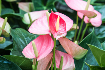 anthurium flowers