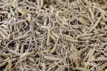 Helicteres isora herb from Thailand.