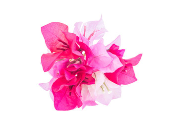 A bunch of bougainvillea flowers isolated on white - obrazy, fototapety, plakaty