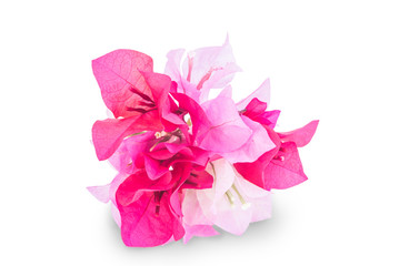 A bunch of bougainvillea flowers isolated on white