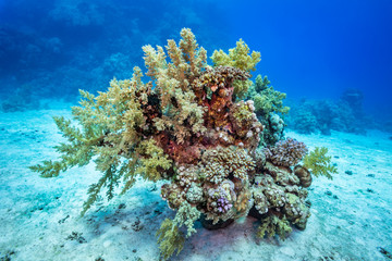 Coral reef garden scene