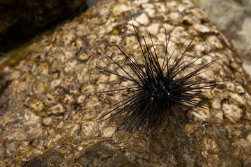 Sea urchin on the beach