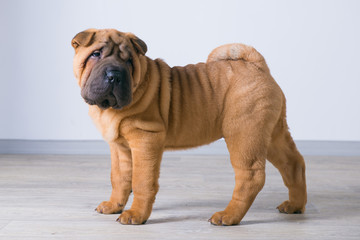 Sharpei dog. 3 months, shar pei puppy
