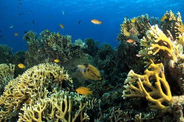 Fototapeta na wymiar 沖縄の海　小魚戯れるサンゴ礁
