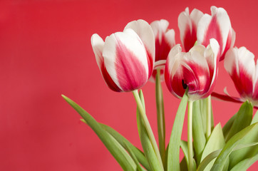 Red-pink-white tulips. Flower bouquet