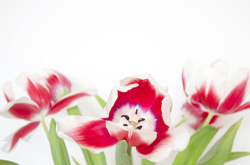 Obraz na płótnie Canvas Red-pink-white tulips. Flower bouquet
