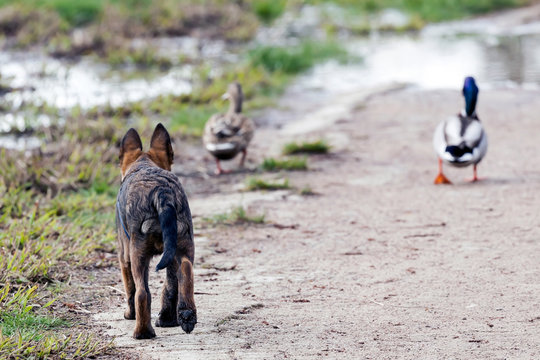 Un jeune chien Berger allemand qui veut attraper des canards
