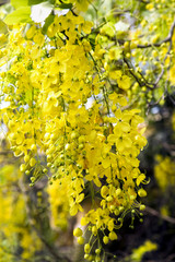 Royal Flora Ratchaphruek (Cassia fistula) golden shower tree is the de facto national flower of Thailand.
