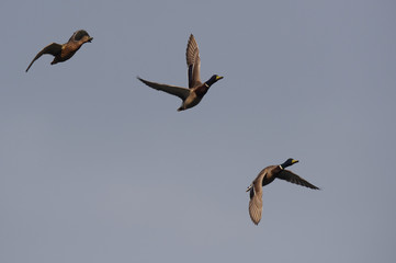 Mallard, Duck, Anas platyrhynchos