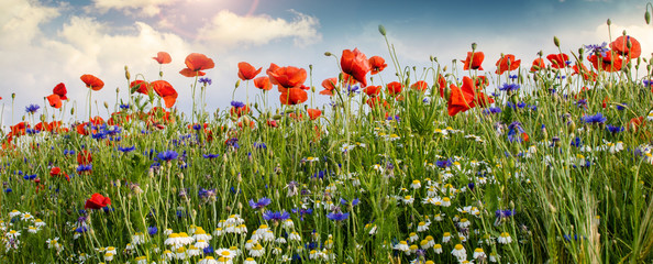 Summer happiness: meadow with red poppies :)