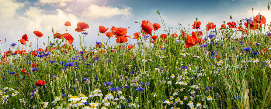 Fototapeta Summer happiness: meadow with red poppies :)