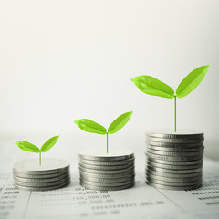 Fototapeta na wymiar Growing plant on row of coin money for finance and banking concept